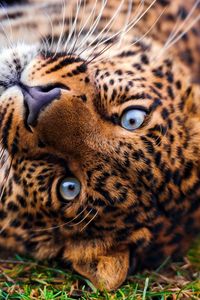 Preview wallpaper leopard, face, predator, lie, look, grass