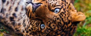 Preview wallpaper leopard, face, predator, lie, look, grass