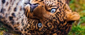 Preview wallpaper leopard, face, predator, lie, look, grass