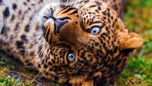 Preview wallpaper leopard, face, predator, lie, look, grass