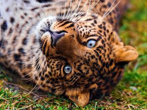 Preview wallpaper leopard, face, predator, lie, look, grass