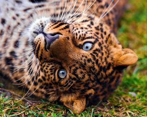 Preview wallpaper leopard, face, predator, lie, look, grass