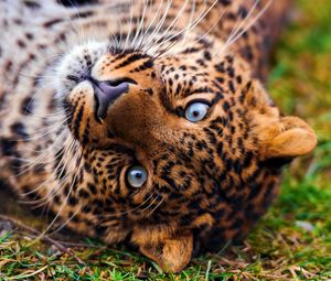 Preview wallpaper leopard, face, predator, lie, look, grass