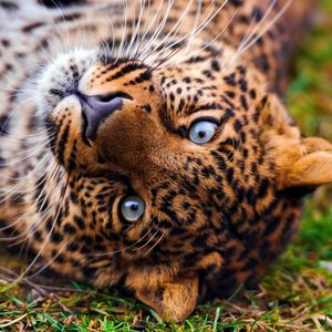 Preview wallpaper leopard, face, predator, lie, look, grass