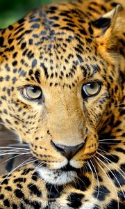 Preview wallpaper leopard, face, predator