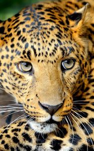 Preview wallpaper leopard, face, predator