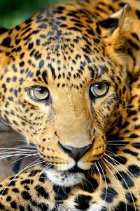 Preview wallpaper leopard, face, predator