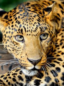 Preview wallpaper leopard, face, predator