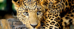 Preview wallpaper leopard, face, predator