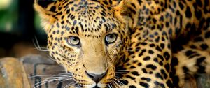 Preview wallpaper leopard, face, predator