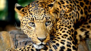 Preview wallpaper leopard, face, predator