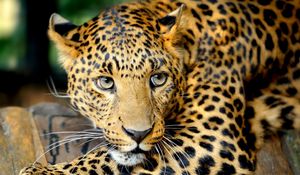 Preview wallpaper leopard, face, predator