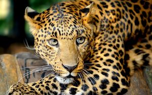 Preview wallpaper leopard, face, predator