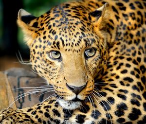 Preview wallpaper leopard, face, predator