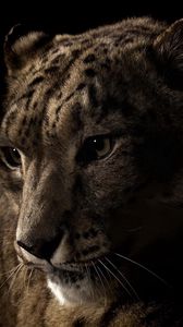 Preview wallpaper leopard, face, shadow, eye