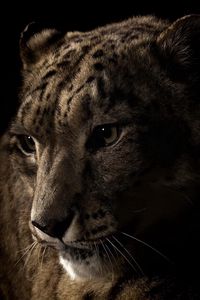 Preview wallpaper leopard, face, shadow, eye