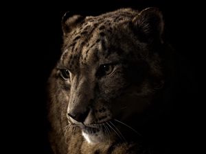 Preview wallpaper leopard, face, shadow, eye