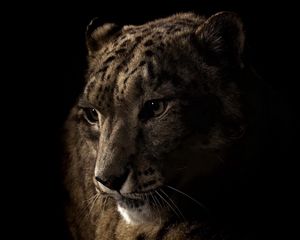 Preview wallpaper leopard, face, shadow, eye