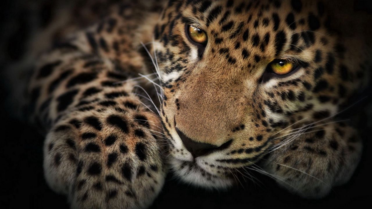 Wallpaper leopard, face, shadow, predator