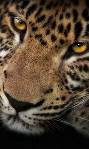 Preview wallpaper leopard, face, shadow, predator