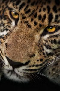 Preview wallpaper leopard, face, shadow, predator