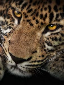 Preview wallpaper leopard, face, shadow, predator