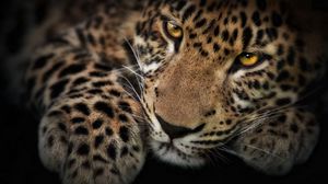 Preview wallpaper leopard, face, shadow, predator