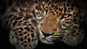 Preview wallpaper leopard, face, shadow, predator