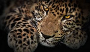 Preview wallpaper leopard, face, shadow, predator