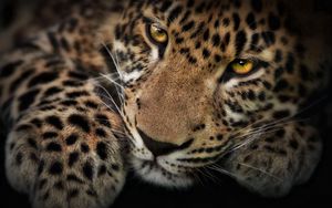 Preview wallpaper leopard, face, shadow, predator