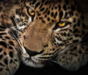 Preview wallpaper leopard, face, shadow, predator