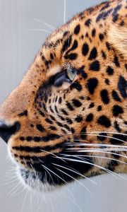 Preview wallpaper leopard, face, speckled, predator, big cat