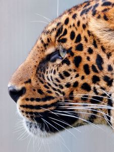 Preview wallpaper leopard, face, speckled, predator, big cat