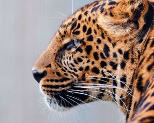 Preview wallpaper leopard, face, speckled, predator, big cat