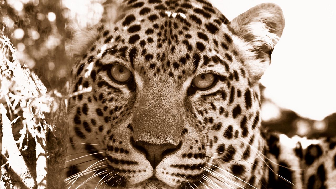 Wallpaper leopard, face, spotted, sadness