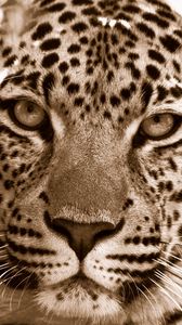 Preview wallpaper leopard, face, spotted, sadness
