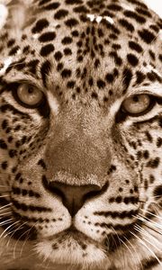 Preview wallpaper leopard, face, spotted, sadness