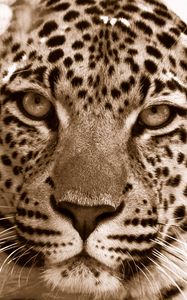 Preview wallpaper leopard, face, spotted, sadness