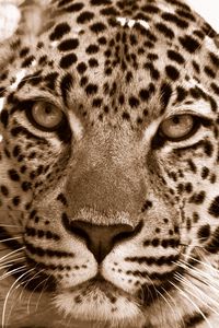 Preview wallpaper leopard, face, spotted, sadness