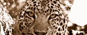 Preview wallpaper leopard, face, spotted, sadness