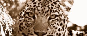 Preview wallpaper leopard, face, spotted, sadness