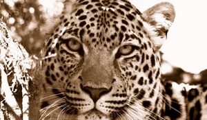 Preview wallpaper leopard, face, spotted, sadness