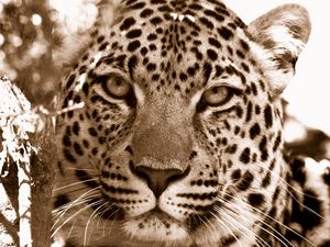 Preview wallpaper leopard, face, spotted, sadness