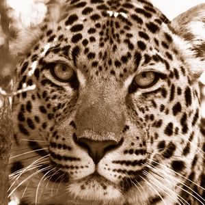 Preview wallpaper leopard, face, spotted, sadness