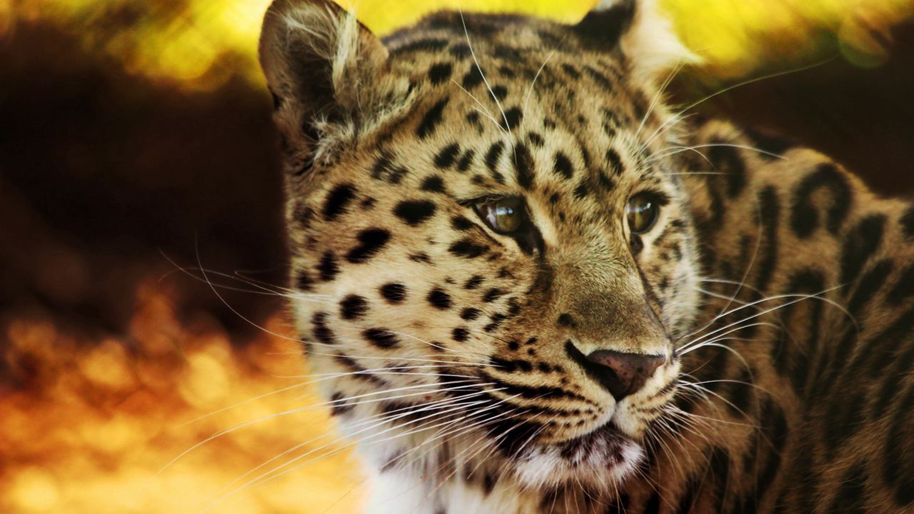 Wallpaper leopard, face, spotted, big cat, predator