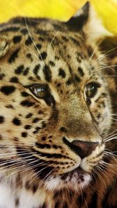 Preview wallpaper leopard, face, spotted, big cat, predator
