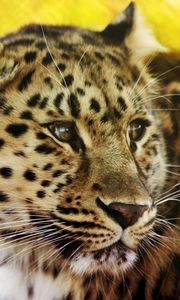 Preview wallpaper leopard, face, spotted, big cat, predator