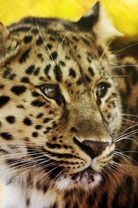 Preview wallpaper leopard, face, spotted, big cat, predator