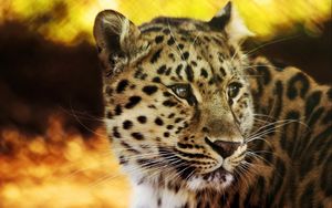 Preview wallpaper leopard, face, spotted, big cat, predator