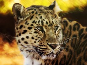 Preview wallpaper leopard, face, spotted, big cat, predator